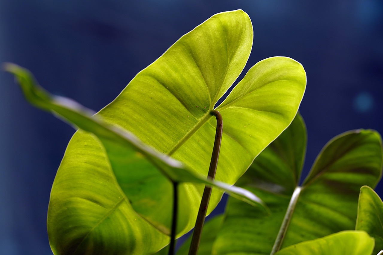 alocasia-7614292_1280