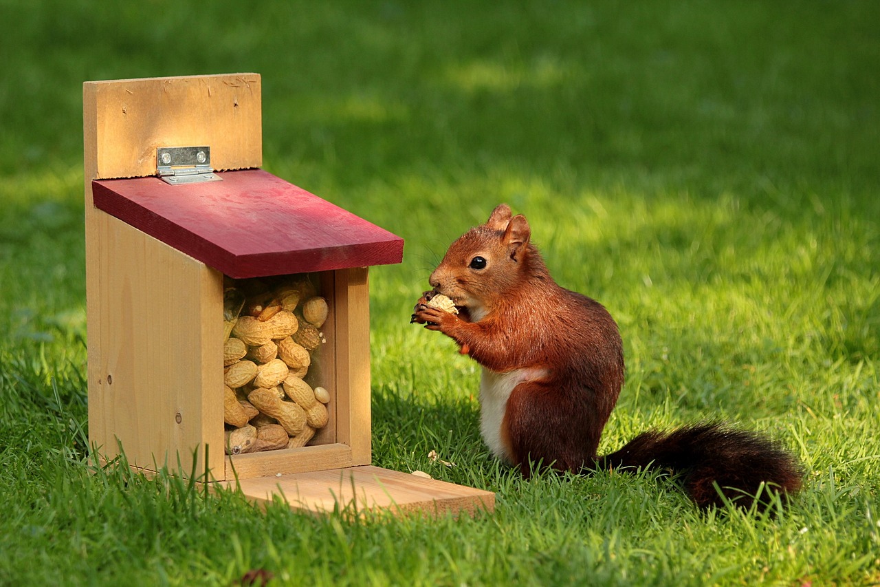 animal-927904_1280