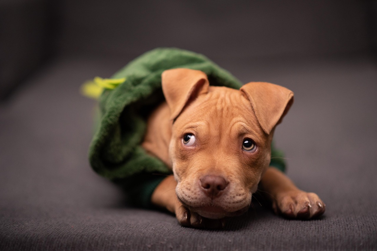 pitbull-5572426_1280