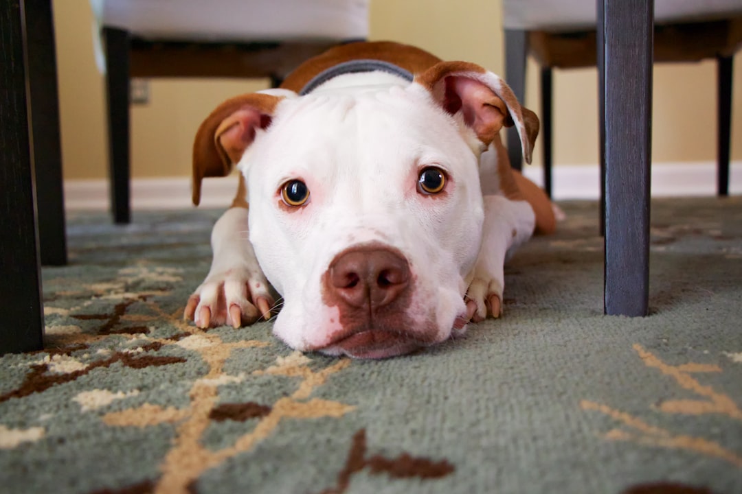 dog laying on area rug